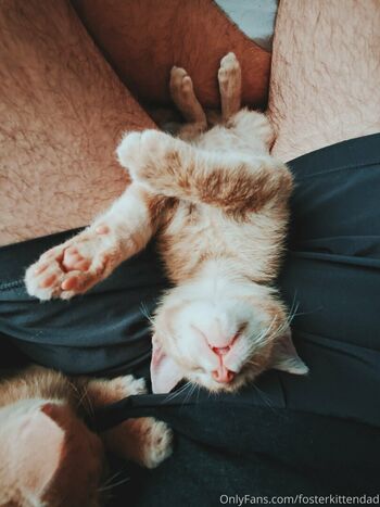 fosterkittendad